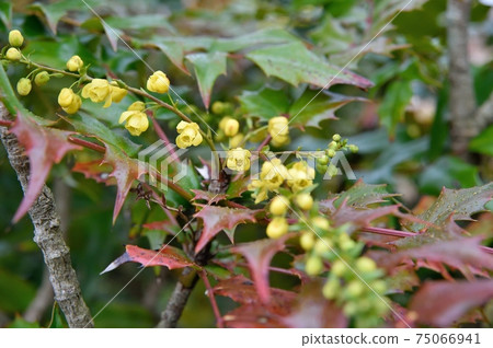 Heiringuanten flowers Heiringuanten flowers 75066941