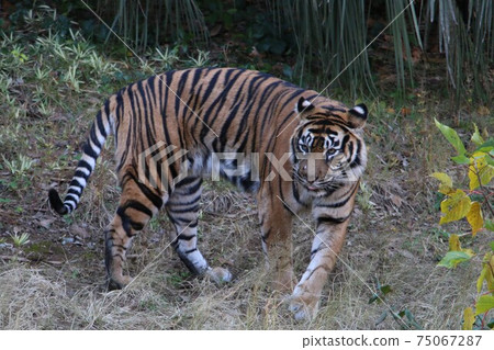 Sumatran tiger jungle champion Sumatran tiger jungle champion 75067287