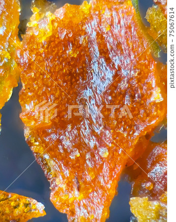 Micrograph of Shichimi pepper 75067614