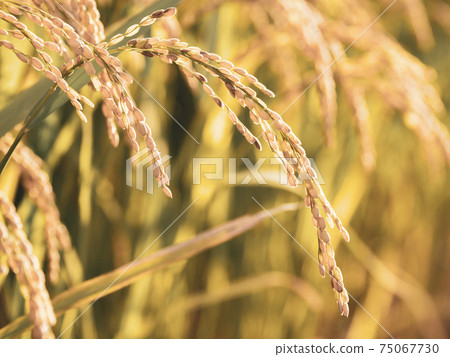 [Agriculture] Rice with ears 75067730