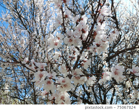 White flowers on cherry tree 75067824
