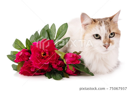 Portrait of a pretty cat with red flowers 75067937