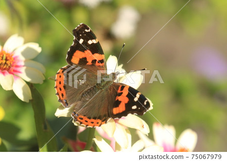 Acacathetha Acacathetha 75067979