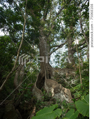 Tokunoshima Okinawa urajirogashi buttress root Tokunoshima Okinawa urajirogashi buttress root 75068108