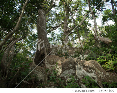 Tokunoshima Okinawa urajirogashi buttress root Tokunoshima Okinawa urajirogashi buttress root 75068109