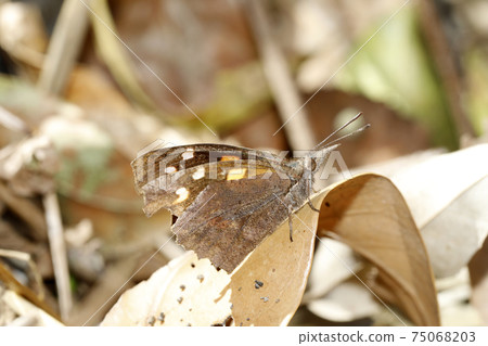 終身蝴蝶 75068203