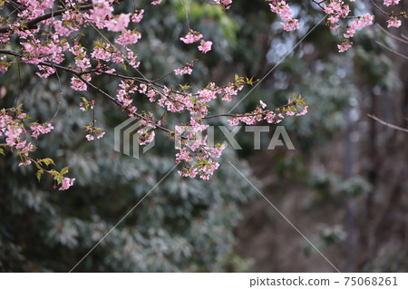 Kawazu cherry tree 75068261