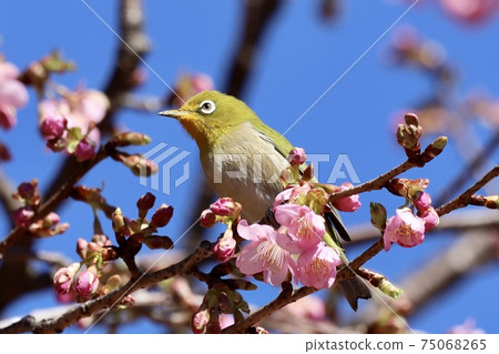 Meiro and Sakura 75068265