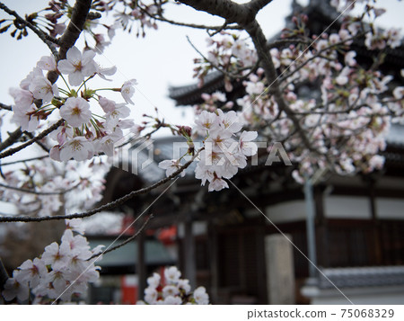 淡路島櫻花五國寺 75068329