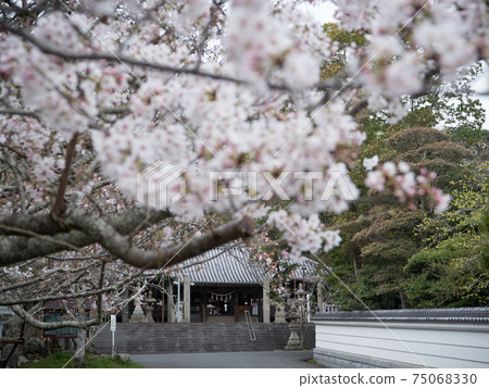 淡路島櫻花之花八H神社 淡路島櫻花之花八H神社 75068330
