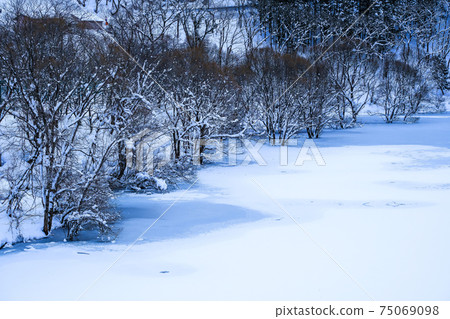 Forest on the shore of Lake Fujiwara 75069098