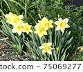 在一個陽光明媚的春日盛開在花園的一角的黃水仙 在一個陽光明媚的春日盛開在花園的一角的黃水仙 75069277
