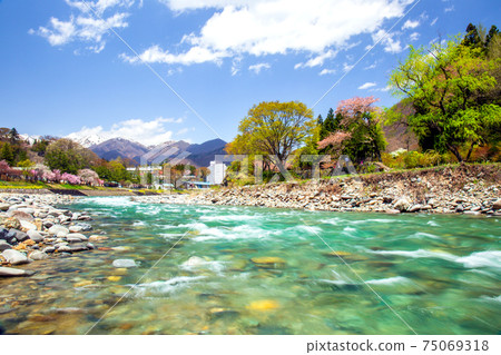 Tone River and cherry blossoms in spring 75069318