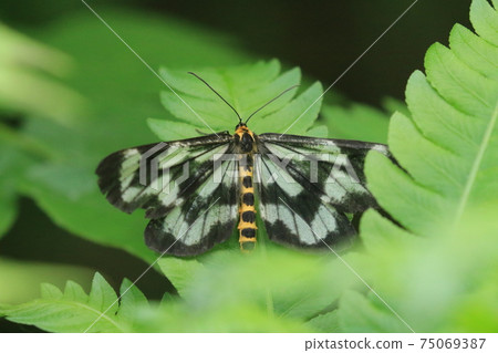 Hiroobiton Boedashaku, a beautiful moth Hiroobiton Boedashaku, a beautiful moth 75069387