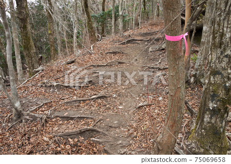 Kurinodake mountain trail and pink tape as a landmark 75069658