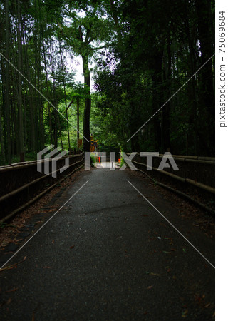 Kyoto Sagano · small bamboo forest Kyoto Sagano · small bamboo forest 75069684