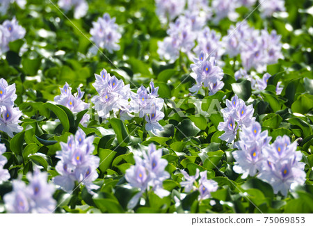 Water hyacinth in full bloom at the site of this Yakushiji Temple Water hyacinth in full bloom at the site of this Yakushiji Temple 75069853