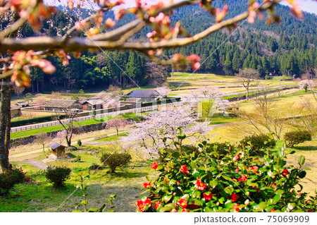 市上谷朝倉遺址-春天 75069909