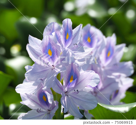 Water hyacinth in full bloom at the site of this Yakushiji Temple 75069915