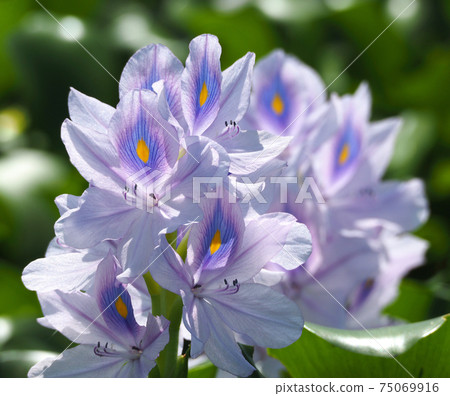 Water hyacinth in full bloom at the site of this Yakushiji Temple 75069916