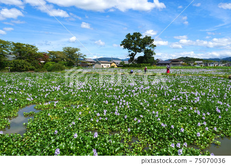 Water hyacinth in full bloom at the site of this Yakushiji Temple 75070036