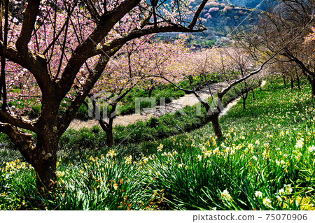 Kawazu cherry blossoms co-starring with daffodils 75070906