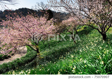 Kawazu cherry blossoms co-starring with daffodils Kawazu cherry blossoms co-starring with daffodils 75070907