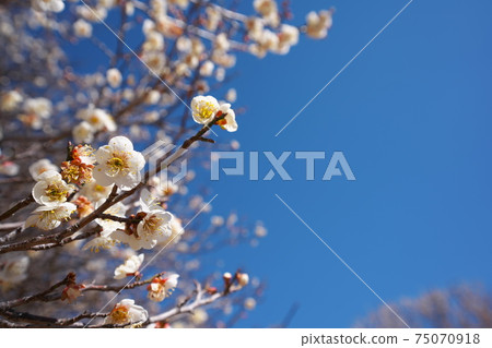 Plum blossoming to signal the arrival of spring Plum blossoming to signal the arrival of spring 75070918