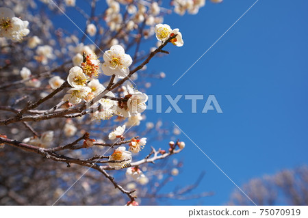 Plum blossoming to signal the arrival of spring 75070919