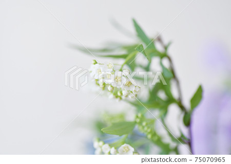 春天的花朵|繡線菊屬thunbergii 75070965