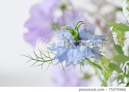 Spring flowers | Blue flowers Nigella 75070966