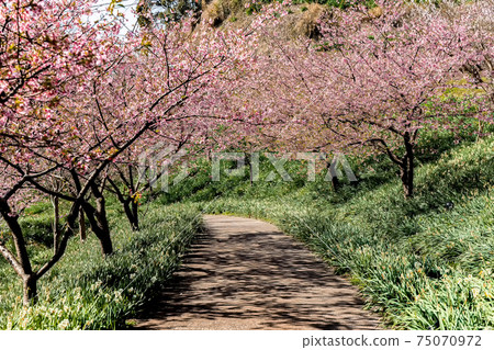 Kawazu cherry blossoms co-starring with daffodils Kawazu cherry blossoms co-starring with daffodils 75070972