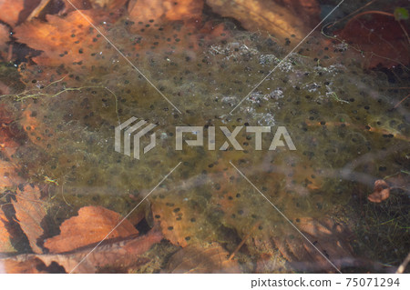 Frog egg Frog egg 75071294