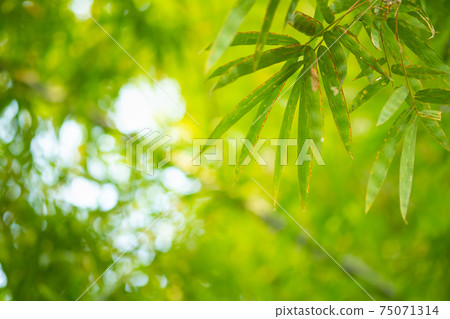 Bamboo green color in nature with copy space. leaf and copy space. 75071314