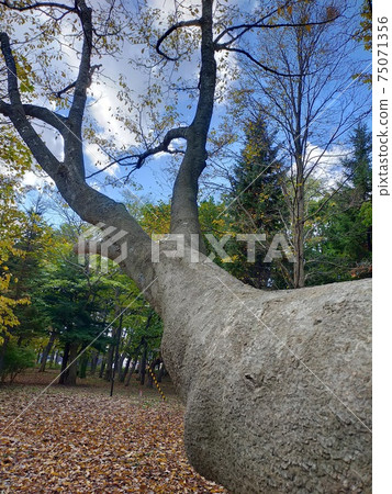 Thick horned deer-like trunk and branch shape 75071356
