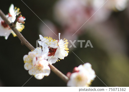 在柔和的春天的陽光下綻放的梅花 75071382
