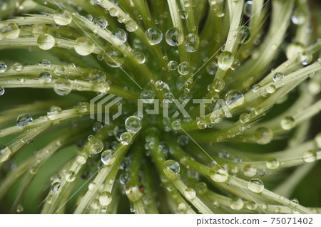 Clematis seeds with dew Clematis seeds with dew 75071402