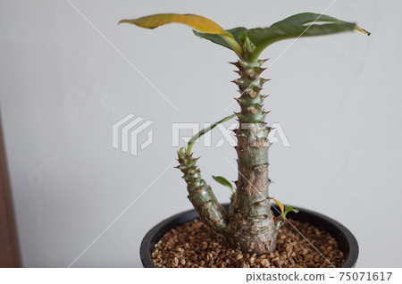 辣椒盆Winsory盆栽植物 75071617