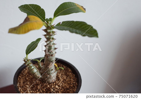 辣椒盆Winsory盆栽植物 75071620