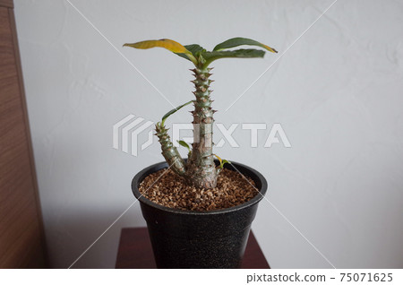 辣椒盆Winsory盆栽植物 75071625