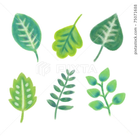 Hand-drawn illustration of leaves Hand-drawn illustration of leaves 75071688