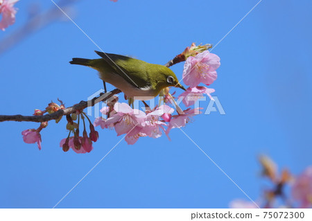 Bigeye來到Sakura Kawazu 75072300