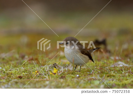 A female of the red-breasted flycatcher who is thinking about something A female of the red-breasted flycatcher who is thinking about something 75072358