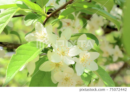 Malus sieboldii (Koringo) (Himekaido) Malus sieboldii (Koringo) (Himekaido) 75072442