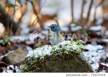 Male red-flanked bluetail nestled on the snow "Happy Blue Bird" Male red-flanked bluetail nestled on the snow "Happy Blue Bird" 75072454
