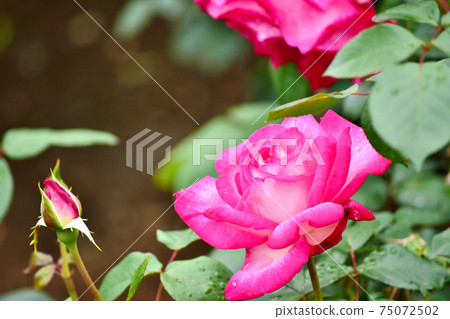 Spring roses after the rain torch (Seika) Spring roses after the rain torch (Seika) 75072502