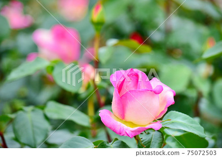 Spring roses after the rain Princess Doe Monaco Spring roses after the rain Princess Doe Monaco 75072503
