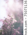 紫色小花包裹著光 75073136