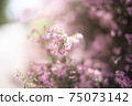 紫色小花包裹著光 75073142