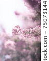 紫色小花包裹著光 75073144